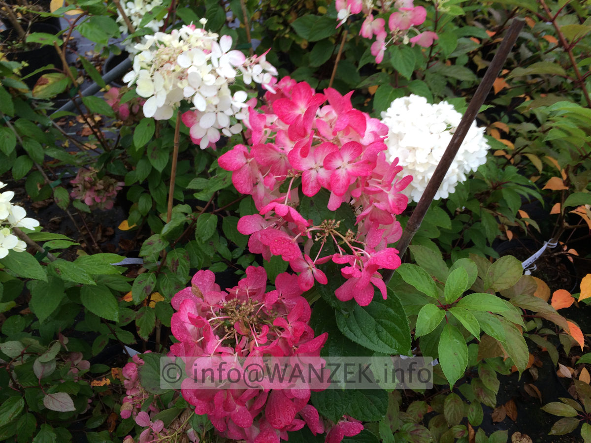 Hydrangea paniculata Diamond Rouge 005.JPG